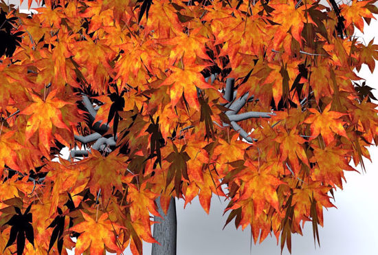 Picture of Fall Maple Tree Model FBX Format