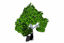Picture of Huge Shade Tree Model FBX Format