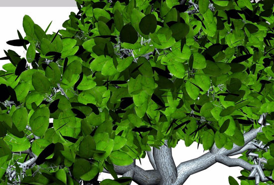 Picture of Huge Shade Tree Model FBX Format