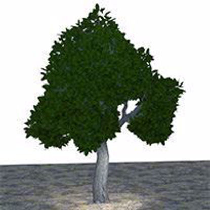 Picture of Large Green Tree Model Poser Format