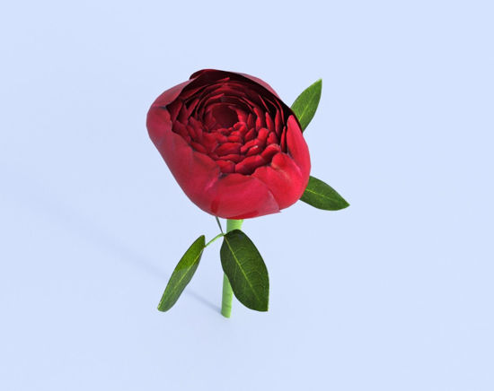 Picture of Long Stem Red Rose Model Poser Format