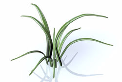 Monkey Grass Plant Model FBX Format