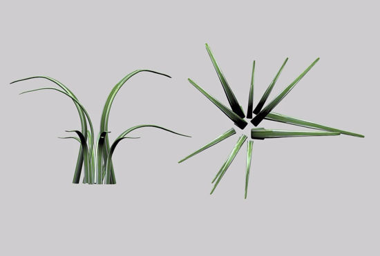 Picture of Monkey Grass Plant Model FBX Format