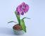 Picture of Orchid Plant Model Poser Format