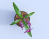Picture of Orchid Plant Model Poser Format