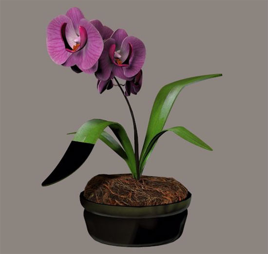 Picture of Orchid Plant Model Poser Format