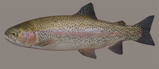 Picture of Rainbow Trout Fish Model Poser Format