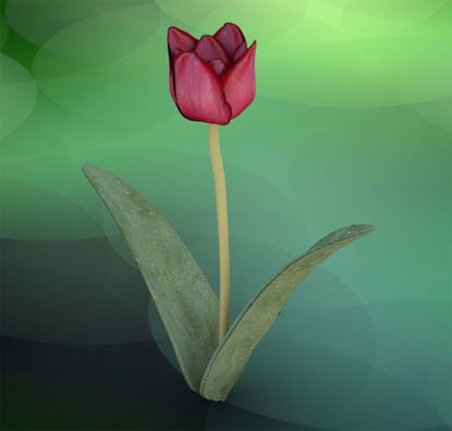 Picture of Tulip Plant Model Poser Format