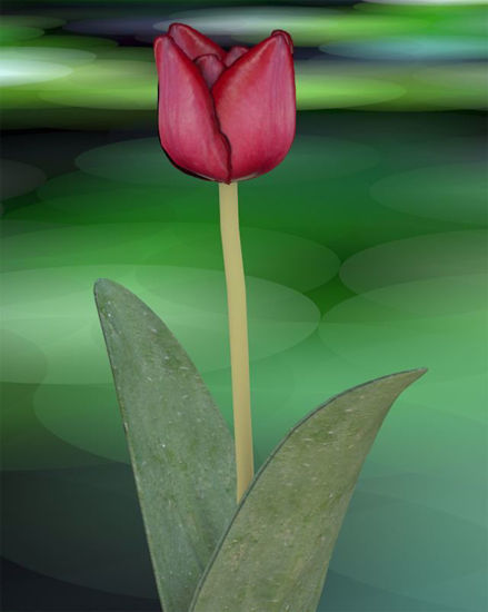Picture of Tulip Plant Model Poser Format