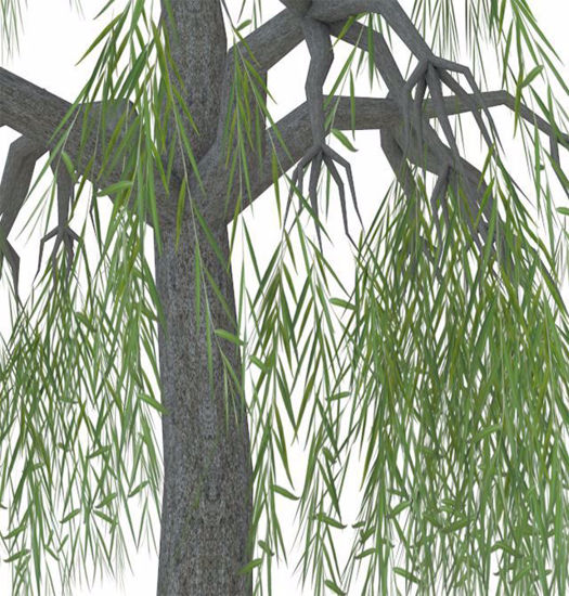Picture of Weeping Willow Tree Model Poser Format