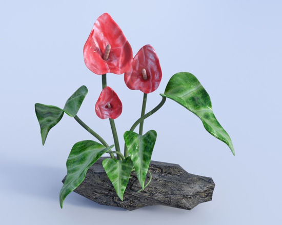 Picture of Anthurium Plant Model Poser Format