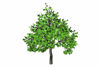 Picture of Large Maple Tree Model FBX Format