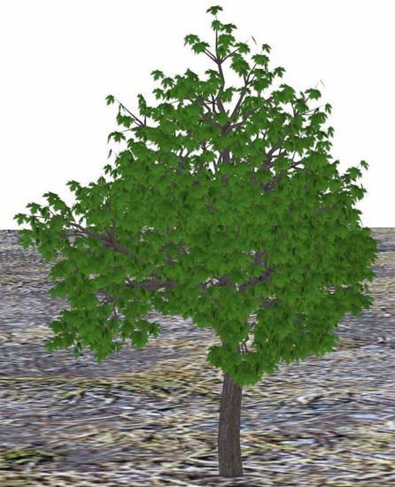 Picture of Large Maple Tree Model Poser Format