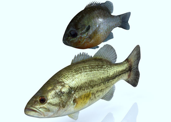 Picture of Large Mouth Bass and Bream Models FBX Format
