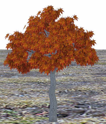 Picture of Medium Fall Maple Tree Model Poser Format