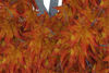 Picture of Medium Fall Maple Tree Model Poser Format