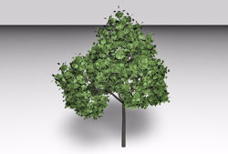 Norway Maple Tree Model FBX Format