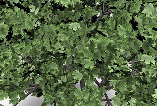Picture of Norway Maple Tree Model FBX Format