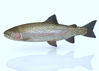 Picture of Rainbow Trout Model FBX Format