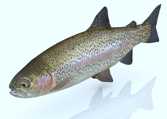 Picture of Rainbow Trout Model FBX Format