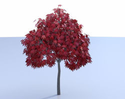 Red Japanese Maple Tree Model Poser Format