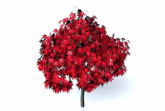 Picture of Japanese Maple Tree FBX Format