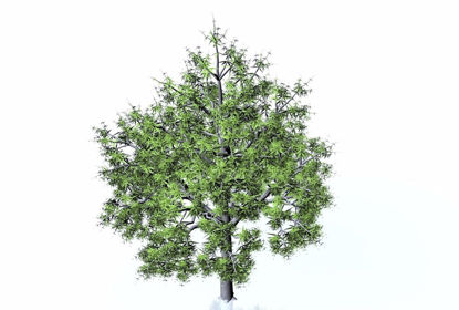 Picture of Water Oak Tree Model FBX Format