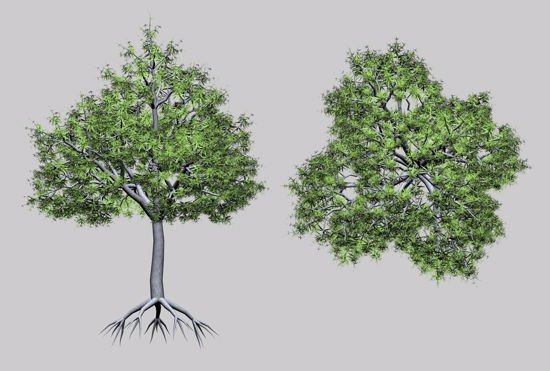 Picture of Water Oak Tree Model FBX Format
