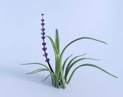 Picture of Monkey Grass Plant Model Poser Format
