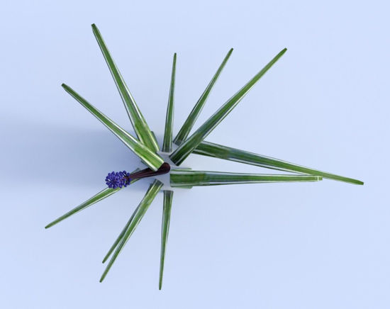 Picture of Monkey Grass Plant Model Poser Format