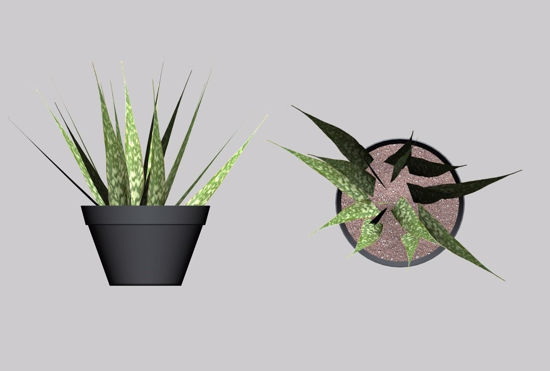 Picture of Mother in Law Tongue Plant Model FBX Format