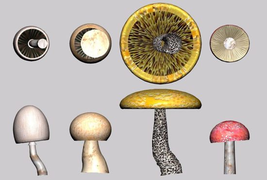 Picture of Mushroom Plant Models FBX Format