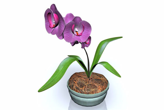 Picture of Orchid Plant Model FBX Format