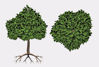 Picture of Ornamental Cherry Tree Model FBX Format