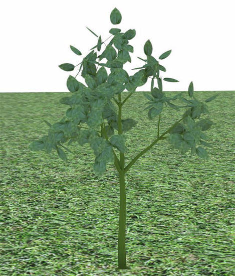 Picture of Small Green Plant Model Poser Format