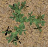 Picture of Small Green Plant Model Poser Format