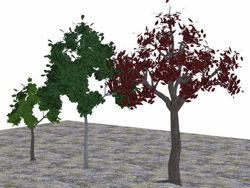 Three Medium Size Tree Models Poser Format