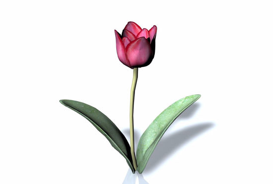 Picture of Tulip Plant Model FBX Format