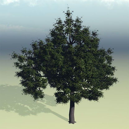 Picture of Water Oak Tree Model Poser Format
