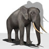 African Elephant for Poser, Firefly render