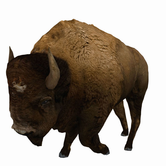 Bison (Buffalo) for Poser by PoserWorld