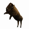 	Animated Bison (Buffalo) for Poser by PoserWorld