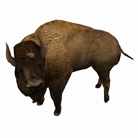 	Animated Bison (Buffalo) for Poser by PoserWorld