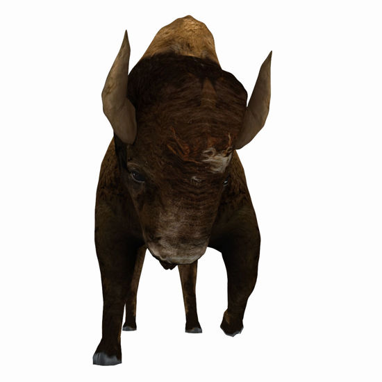 3D Bison figure (Buffalo) for Poser by PoserWorld rendered in FireFly