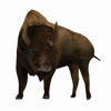 3D Bison figure (Buffalo) for Poser by PoserWorld rendered in FireFly
