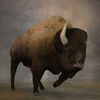 3D Bison figure (Buffalo) charging for Poser by PoserWorld rendered in SuperFly