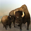 3D Bison figure (Buffalo) nursing  for Poser by PoserWorld rendered in SuperFly