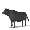 Cattle Multi- Breed (morphing figure & 12 cattle breed set for Poser), Angus Steer rendered in Poser Superfly