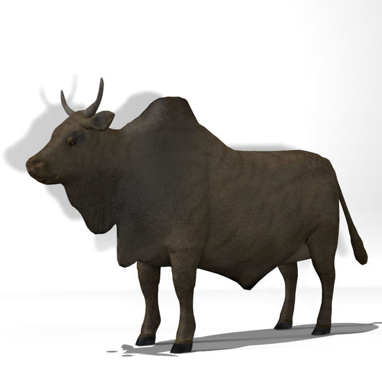 Cattle Multi- Breed (morphing figure & 12 cattle breed set for Poser), Brahman Steer rendered in Poser Superfly