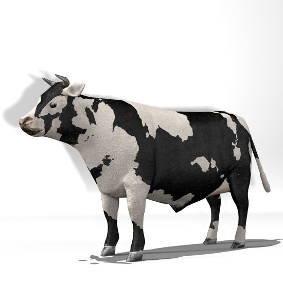 Cattle Multi- Breed (morphing figure & 12 cattle breed set for Poser), Holstein Steer rendered in Poser Firefly